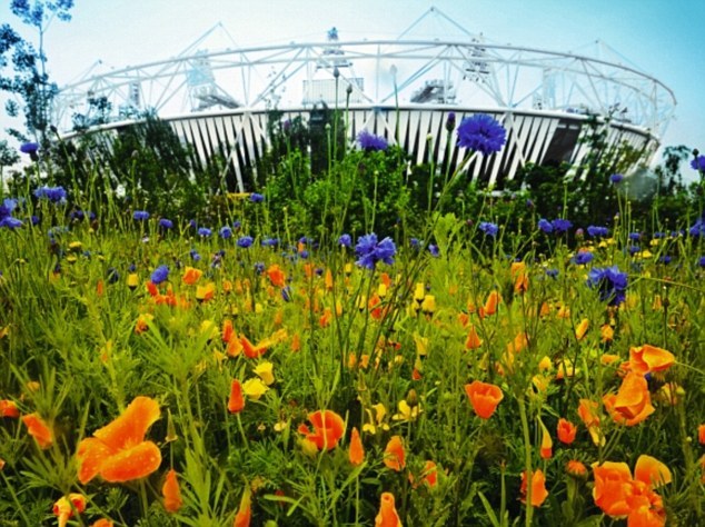 The Olympic meadow, summer 2012